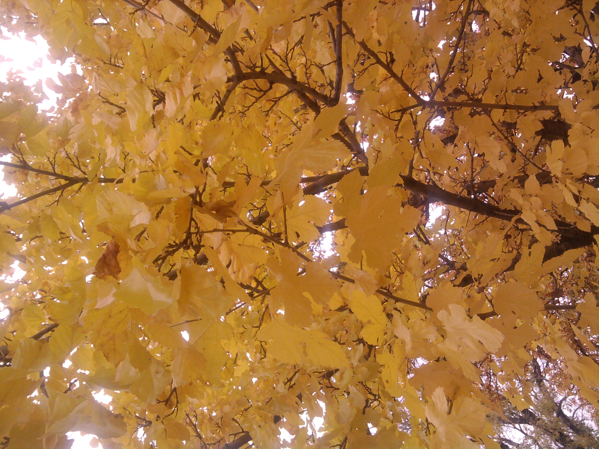 javor babyka se na podzimzbarvuje klidnou žlutou barvu