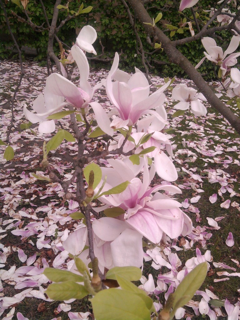 Magnolie, jedna zprvních kvetoucích rostlin