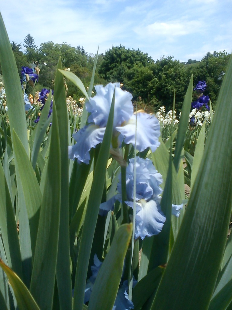 Rod Iris vyšlechtěné kultivary kosatců v botanické zahradě 