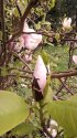 Poupě magnolie je ještě stočené do spirálky