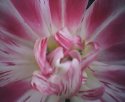 tulip-ruzova-hvezda.jpg [352 x 288]