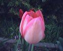 tulip2.jpg [352 x 288]