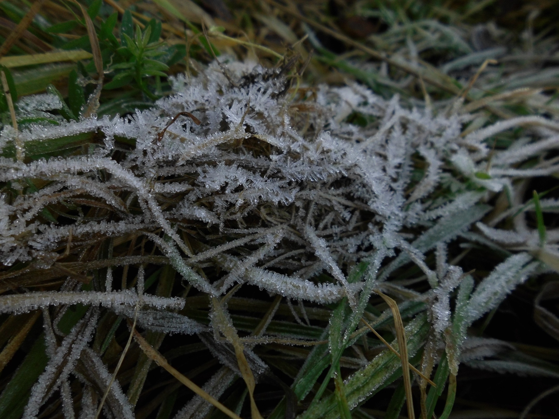 tráva pokrytá jdrobnými ledovými jehličkami -  jíní