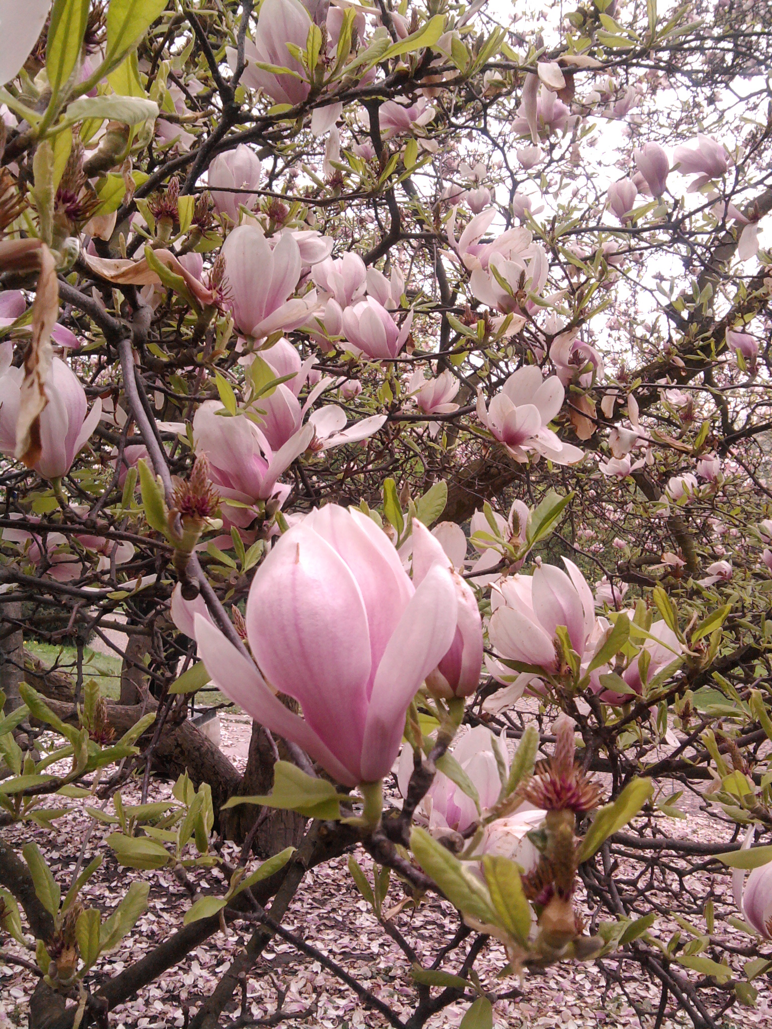 magnolie, jeden z nejstarších kvetoucích stromů
