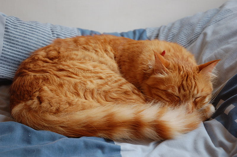 Kočka spí způsobně stočená do klubíčka