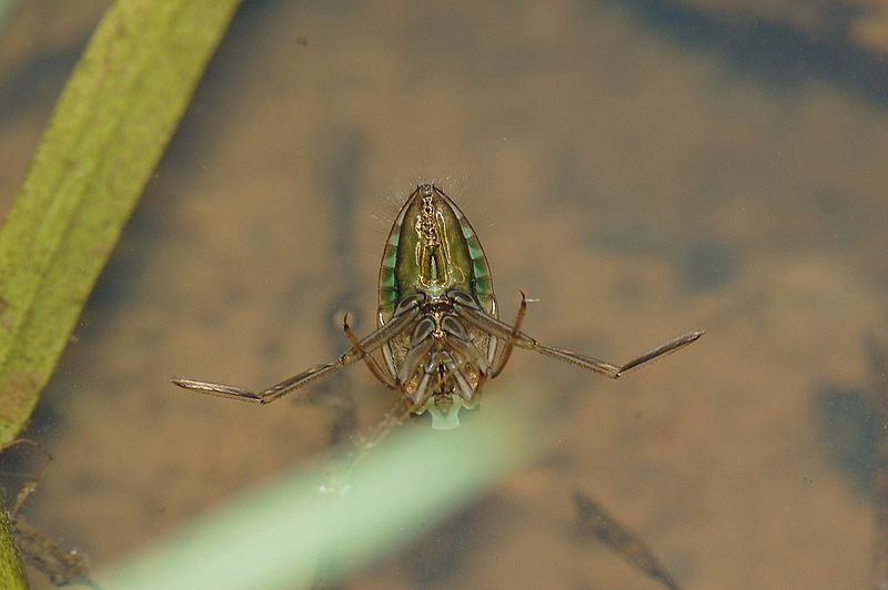 Znakoplavka -  druh hmyzu, kderý se bez vody neobejde. 