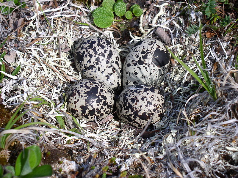 Pluvialis dominica, kulík hnědokřídlý, má vajíčka dobře maskovaná skvrnami.