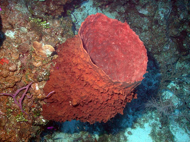 Xestospongia muta, krásný exemplář podmořské houby. 