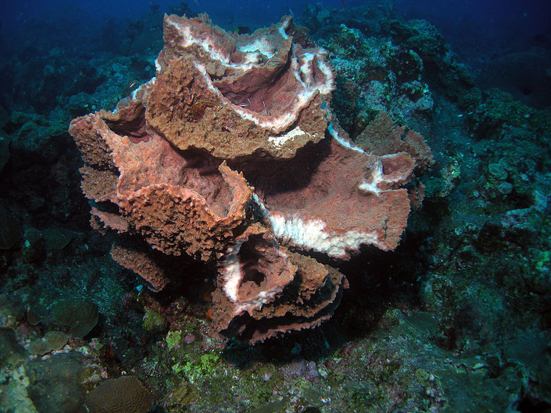 Xestospongia muta žije v moři hloubkách větších než 15 metrů