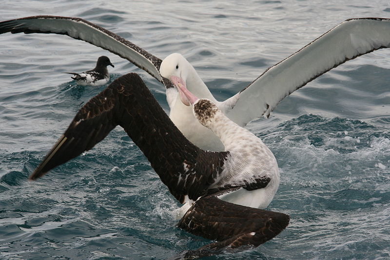 Albatros s mládětem