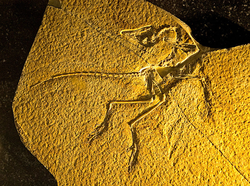 Archeopteryx, nález z Eichstattu.