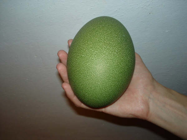 kasuáří vejce - vypadá to, že si kasuár vynahrazuje absenci zelené na svém opeření.
