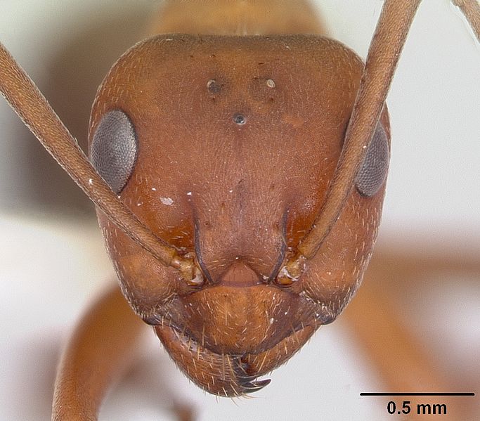 Formica subintegra - zástupce mravenčích dipolmatů.