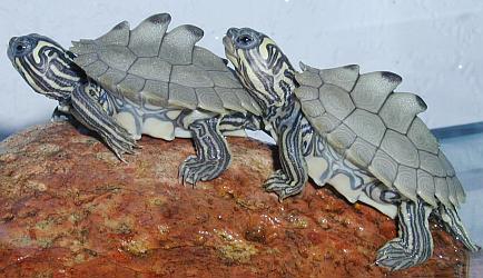 Skoro neuvěřirelná želva - rod graptemys