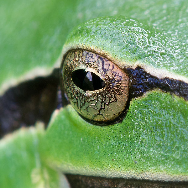 Oko rosničky -  tvar zordničky a barva oka je charakteristickou vlastností druhu