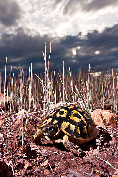 želva je krásný tvor a pod vysokým nebem jí to vysloveně sluší.