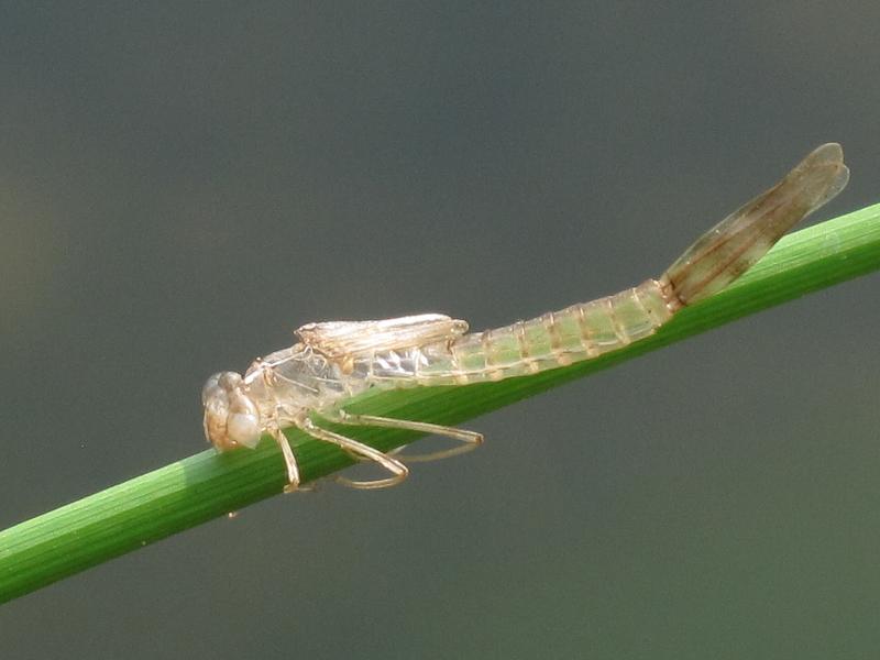 Nymfa vážky rodu Lestes s vyvíjejícími se křídly. 
