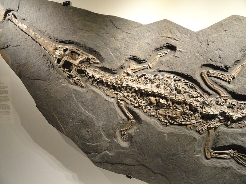 Mezi Crurotarsi  patří i Steneosaurus bollensis