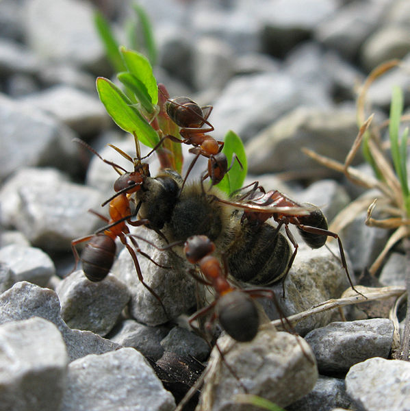 Mravenec lesní - úsilí pracovního kolektivu přineslo kýžené výsledky