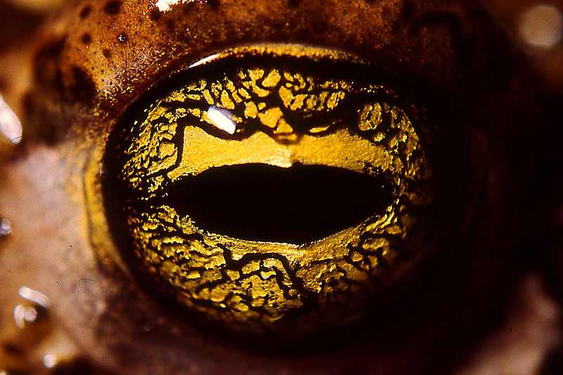 Oko ropuchy - tvar zorničky a barva oka je charakteristickým znakem druhu