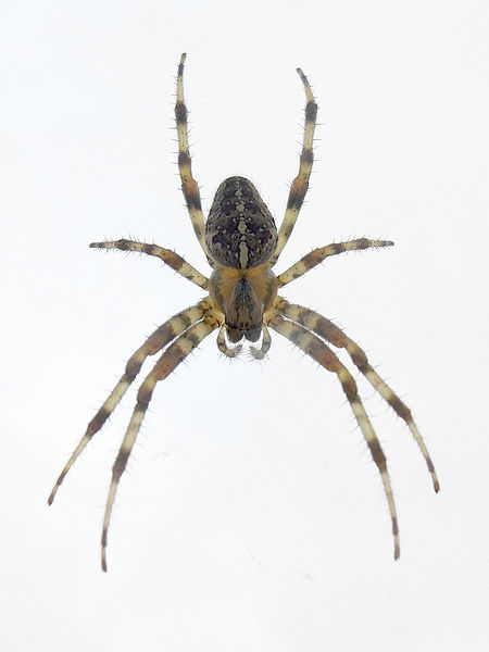 Jwsnou z důležitých vlastností pavouků je osm nohou