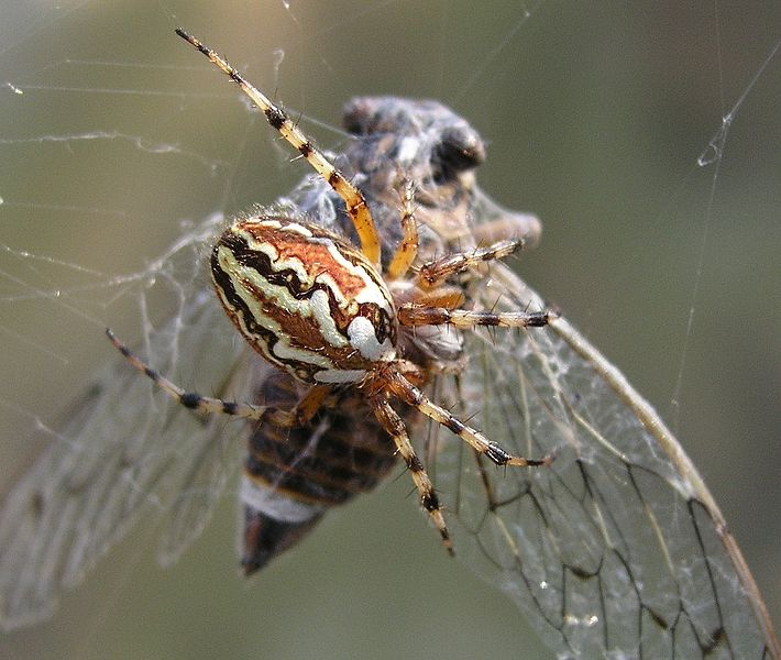 Pavouk a jeho dokonalý vynález - pavučinové vlákno.