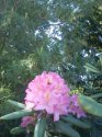 kopie-rododendron-1-.jpg [576 x 768]