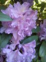 kopie-rododendron-10-.jpg [576 x 768]