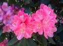 rododendron-17-.jpg [1024 x 768]