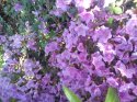 rododendron-18-.jpg [1024 x 768]