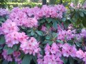 rododendron-5-.jpg [1024 x 768]