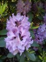 rododendron-9-.jpg [576 x 768]