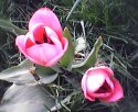 tulip-dvojce.jpg [352 x 288]