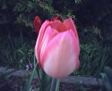 tulip2.jpg [352 x 288]