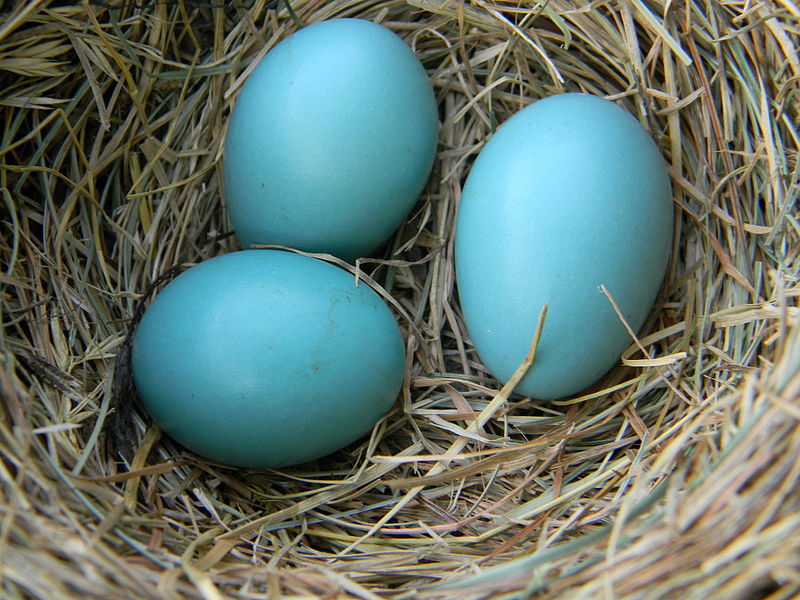 Takhle krásně zbarvená má vejce Drozd stěhovavý, Turdus migratorius.