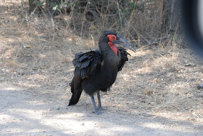 Bucorvus leadbeateri je domovem v Africe.