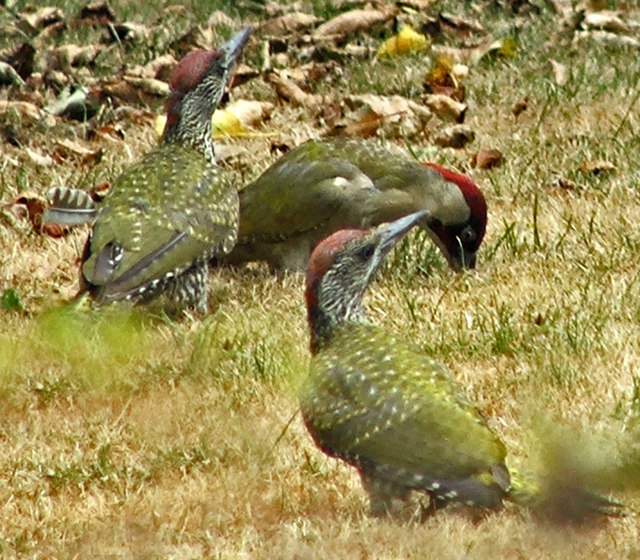 Žluna zelená - picus viridis, se mravenci nejen živí, má je i jako kondicionér.